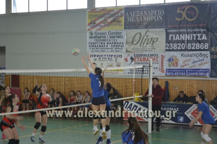 volley _1ogel-kassandra110